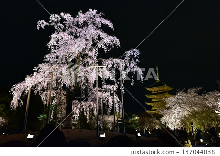 東寺的櫻花燈火通明 137044038