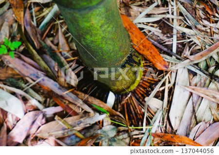 真竹、竹子、基部、地下莖、竹筍、竹稈鞘、竹皮 137044056