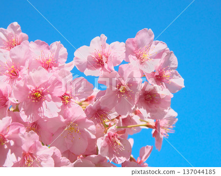 河津櫻花盛開,在藍天的襯托下閃閃發光。自然風光(2026年2月) 河津櫻花盛開,在藍天的襯托下閃閃發光。自然風光(2026年2月) 137044185