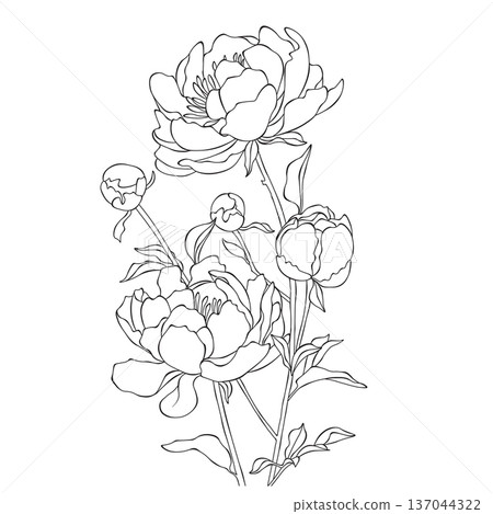 Peony bouquet line art illustration, detailed floral outline composition Peony bouquet line art illustration, detailed floral outline composition 137044322