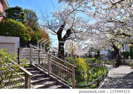 Cherry blossom trees along the Kitazawa River Greenway in Setagaya, Daita Cherry blossom trees along the Kitazawa River Greenway in Setagaya, Daita 137044323