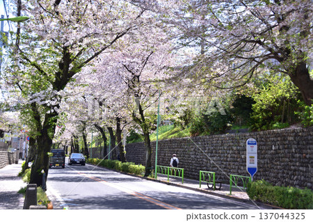 Setagaya, Sakuragaoka, Chitose Street cherry blossoms and Sasahara Elementary School bus stop Setagaya, Sakuragaoka, Chitose Street cherry blossoms and Sasahara Elementary School bus stop 137044325