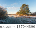 Morning cold light over a frosty field. Golden leaves on yellow trees are illuminated by bright morning sunshine. Wild scenic nature landscape 137044390