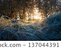 A morning landscape bathed in bright sunshine. Warm light streams through trees, illuminating a vast field of frozen high grass in rich, golden colors 137044391
