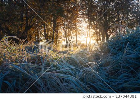 A morning landscape bathed in bright sunshine. Warm light streams through trees, illuminating a vast field of frozen high grass in rich, golden colors A morning landscape bathed in bright sunshine. Warm light streams through trees, illuminating a vast field of frozen high grass in rich, golden colors 137044391