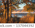 A serene morning on a misty riverbank. The first warm, golden sunlight streams through the trees, setting the tall yellow riverside grass aglow  137044392