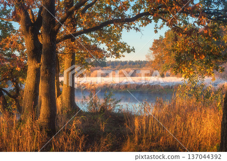 A serene morning on a misty riverbank. The first warm, golden sunlight streams through the trees, setting the tall yellow riverside grass aglow A serene morning on a misty riverbank. The first warm, golden sunlight streams through the trees, setting the tall yellow riverside grass aglow 137044392