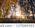 Sunrise in an autumn wilderness. A powerful sunstar glows through the trees, backlighting golden leaves and casting long rays over the meadow. 137044393