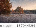 A vibrant sunrise over a frost-covered meadow. Colorful autumn trees stand tall as the morning sun glints on the icy grass blades. 137044394