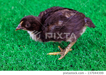 Small black chick explores green grass It walks around curiously near its surroundings. Small black chick explores green grass It walks around curiously near its surroundings. 137044399