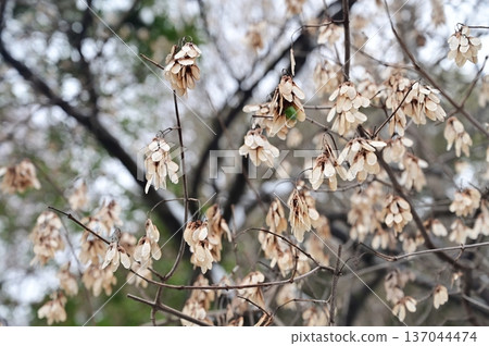 Fruit of the maple tree (Sapindaceae) 137044474