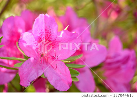 大紫杜鵑 137044613