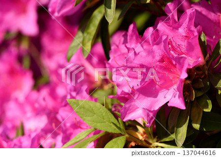 大紫杜鵑 137044616