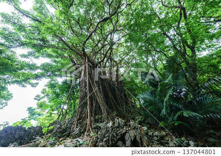 Okinawa's Gajumaru: A mysterious tree said to house the Kijimuna spirit Okinawa's Gajumaru: A mysterious tree said to house the Kijimuna spirit 137044801