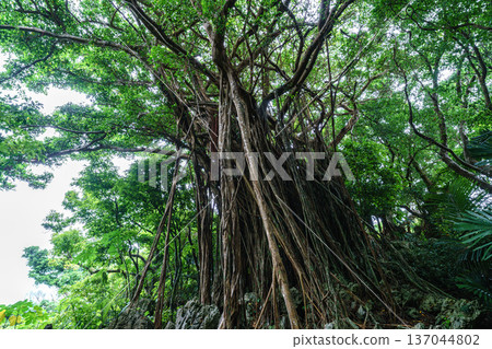 Okinawa's Gajumaru: A mysterious tree said to house the Kijimuna spirit 137044802