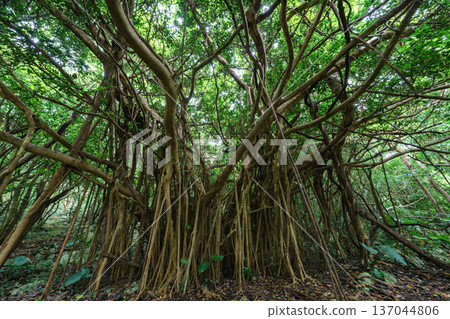 Okinawa's Gajumaru: A mysterious tree said to house the Kijimuna spirit Okinawa's Gajumaru: A mysterious tree said to house the Kijimuna spirit 137044806