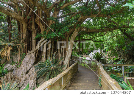 Okinawa's Gajumaru: A mysterious tree said to house the Kijimuna spirit 137044807