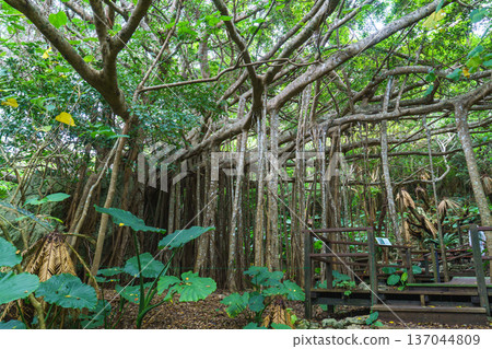 Okinawa's Gajumaru: A mysterious tree said to house the Kijimuna spirit Okinawa's Gajumaru: A mysterious tree said to house the Kijimuna spirit 137044809