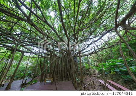 Okinawa's Gajumaru: A mysterious tree said to house the Kijimuna spirit 137044811