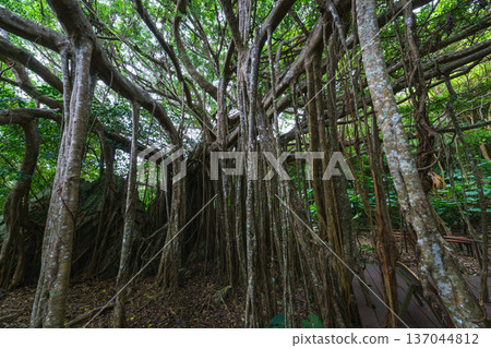 Okinawa's Gajumaru: A mysterious tree said to house the Kijimuna spirit 137044812
