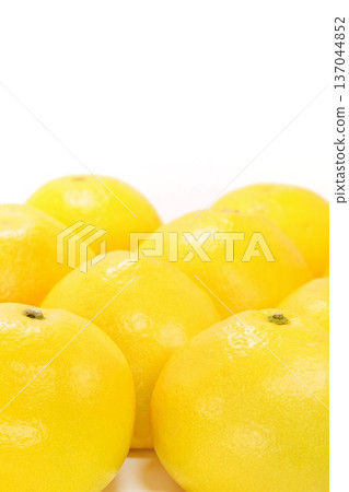 Tosa Buntan, large citrus fruit, bright background Tosa Buntan, large citrus fruit, bright background 137044852