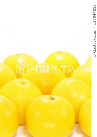 Tosa Buntan, large citrus fruit, bright background Tosa Buntan, large citrus fruit, bright background 137044853