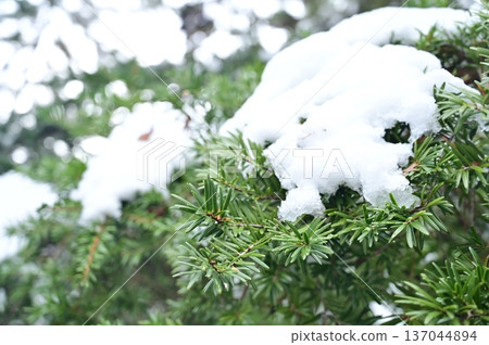 玉山（松科）常綠針葉樹和雪 137044894