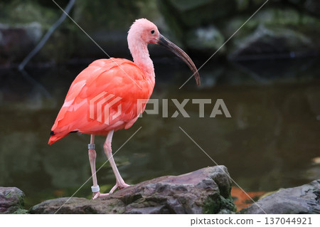 猩紅宜必思 137044921