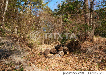Felled tree trunks in the forest 137045129
