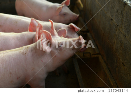 Young pigs waiting for food 137045144
