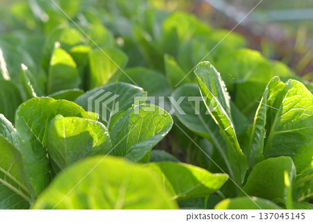 Closeup view of green cos lettuce on organic farm Closeup view of green cos lettuce on organic farm 137045145