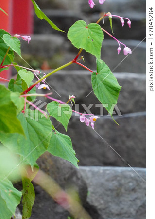 Pink begonia flowers blooming along the approach to Kifune Shrine 137045284
