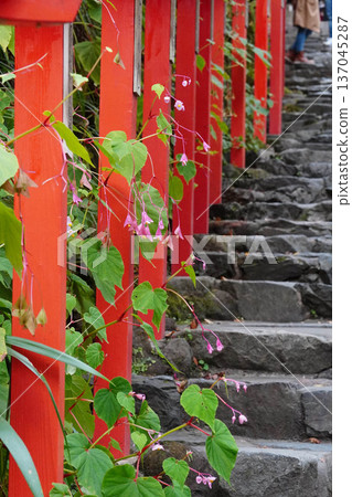 Pink begonia flowers blooming along the approach to Kifune Shrine Pink begonia flowers blooming along the approach to Kifune Shrine 137045287