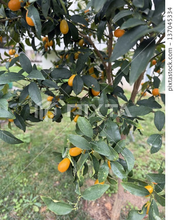 Kumquat tree with vibrant orange fruits among green leaves in a garden setting Kumquat tree with vibrant orange fruits among green leaves in a garden setting 137045334