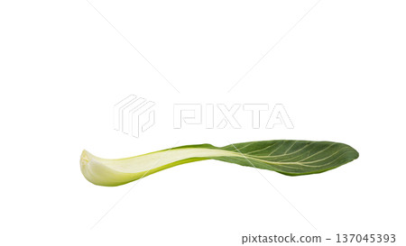 Fresh bok choy macro photo transparent background material Fresh bok choy macro photo transparent background material 137045393