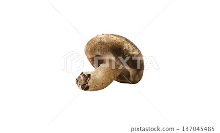 Macro photography of shiitake mushrooms with transparent background Macro photography of shiitake mushrooms with transparent background 137045485