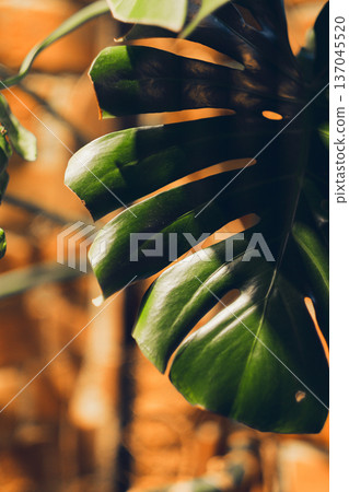 Big leave against an orange background Big leave against an orange background 137045520