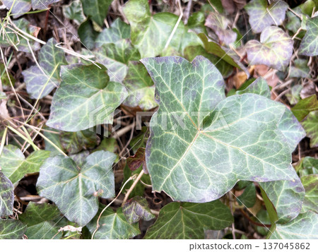 鮮豔的常春藤 137045862