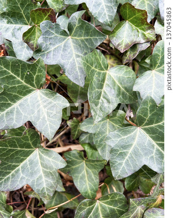 沐浴在光芒中的常春藤 沐浴在光芒中的常春藤 137045863