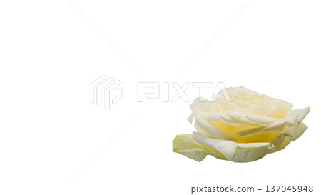 白色玫瑰微距攝影透明背景 137045948