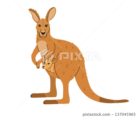 Kangaroo mother with a cute baby joey in its pouch isolated on white background. Kangaroo mother with a cute baby joey in its pouch isolated on white background. 137045965