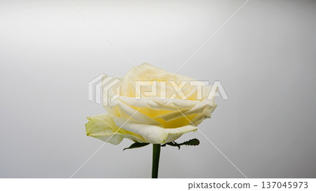 White rose macro photography white background 137045973