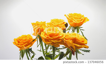 Shiny orange rose macro white background Shiny orange rose macro white background 137046056