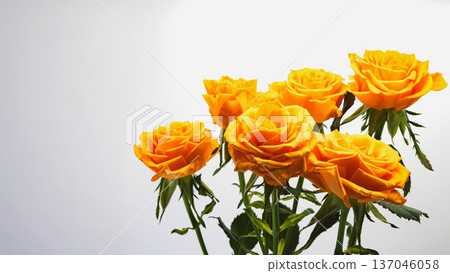 Shiny orange rose macro white background 137046058