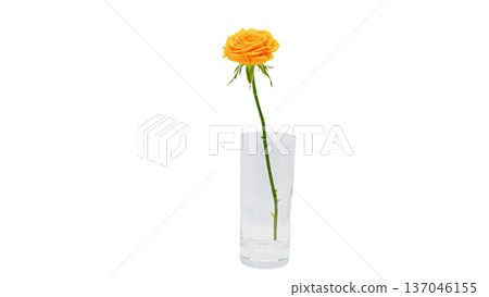 黃色玫瑰花微距攝影透明背景 137046155