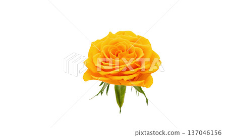 Yellow rose flower macro photography transparent background 137046156