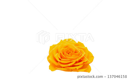 Yellow rose flower macro photography transparent background Yellow rose flower macro photography transparent background 137046158