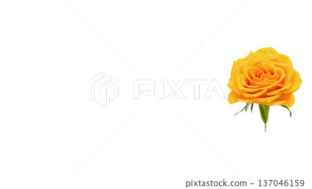Yellow rose flower macro photography transparent background Yellow rose flower macro photography transparent background 137046159