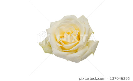 White rose flower macro close-up background transparent material White rose flower macro close-up background transparent material 137046295