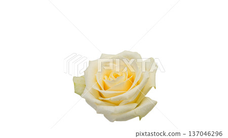 White rose flower macro close-up background transparent material White rose flower macro close-up background transparent material 137046296